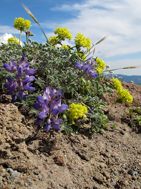 dwarf lupine & buckwheat (Lupinus lepidus var. lobbii, Eriogonum sp.) [above Timberline Lodge, Mt. Hood National Forest, Clackamas County, Oregon]