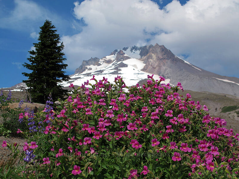 Lewis' monkeyflower (Erythranthe lewisii (Mimulus lewisii)) [above Timberline Lodge, Mt. Hood National Forest, Clackamas County, Oregon]