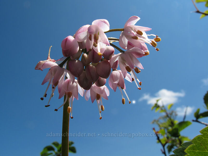 nodding onion (Allium cernuum) [Silver Star Mountain Trail, Gifford Pinchot Nat'l Forest, Skamania County, Washington]
