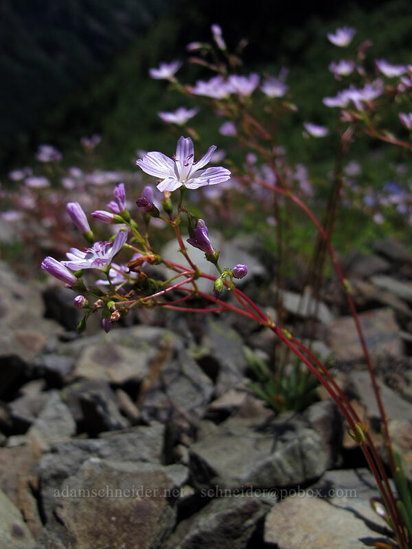 Columbia lewisia (Lewisia columbiana) [Ed's Trail, Silver Star Mountain, Gifford Pinchot Nat'l Forest, Skamania County, Washington]