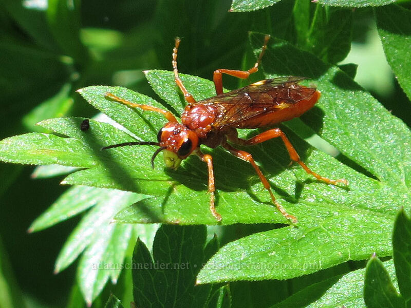 red sawfly (Tenthredo obscuripennis) [Ed's Trail, Silver Star Mountain, Gifford Pinchot Nat'l Forest, Skamania County, Washington]