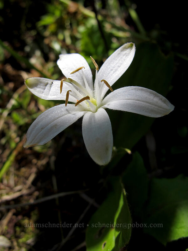 bead lily (Clintonia uniflora) [Ed's Trail, Silver Star Mountain, Gifford Pinchot Nat'l Forest, Skamania County, Washington]