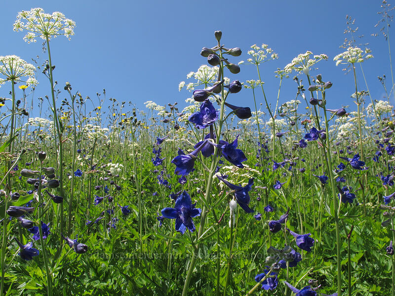 Nuttall's larkspur & lovage (Delphinium nuttallii, Ligusticum sp.) [Ed's Trail, Silver Star Mountain, Gifford Pinchot Nat'l Forest, Skamania County, Washington]