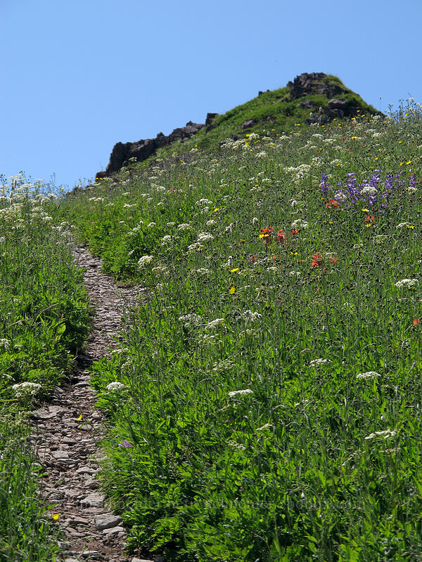 wildflowers [Ed's Trail, Silver Star Mountain, Gifford Pinchot Nat'l Forest, Skamania County, Washington]