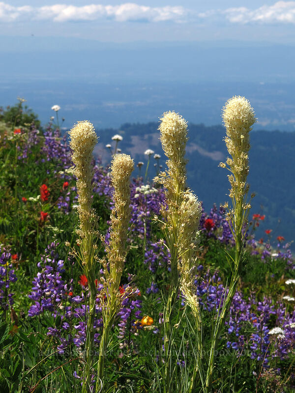 beargrass et al. (Xerophyllum tenax) [Ed's Trail, Silver Star Mountain, Gifford Pinchot Nat'l Forest, Skamania County, Washington]