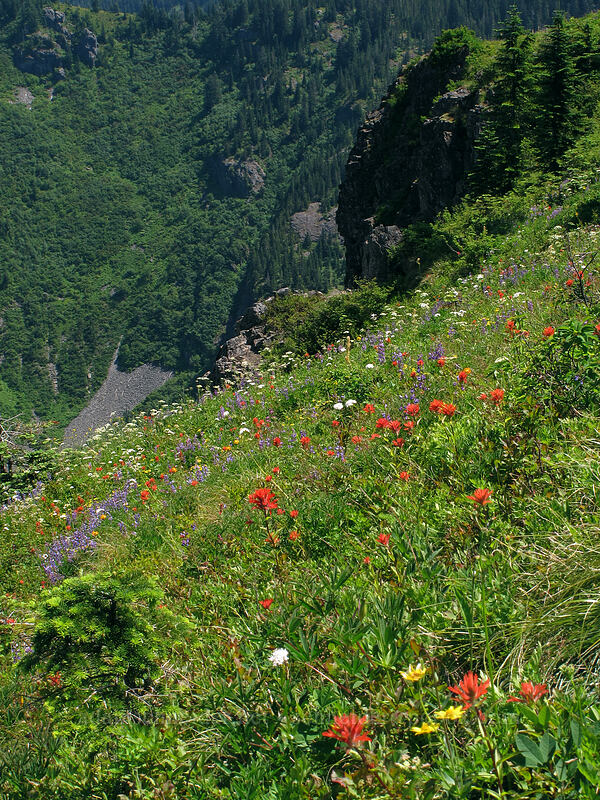 wildflowers & Star Creek Valley [Ed's Trail, Silver Star Mountain, Gifford Pinchot Nat'l Forest, Skamania County, Washington]