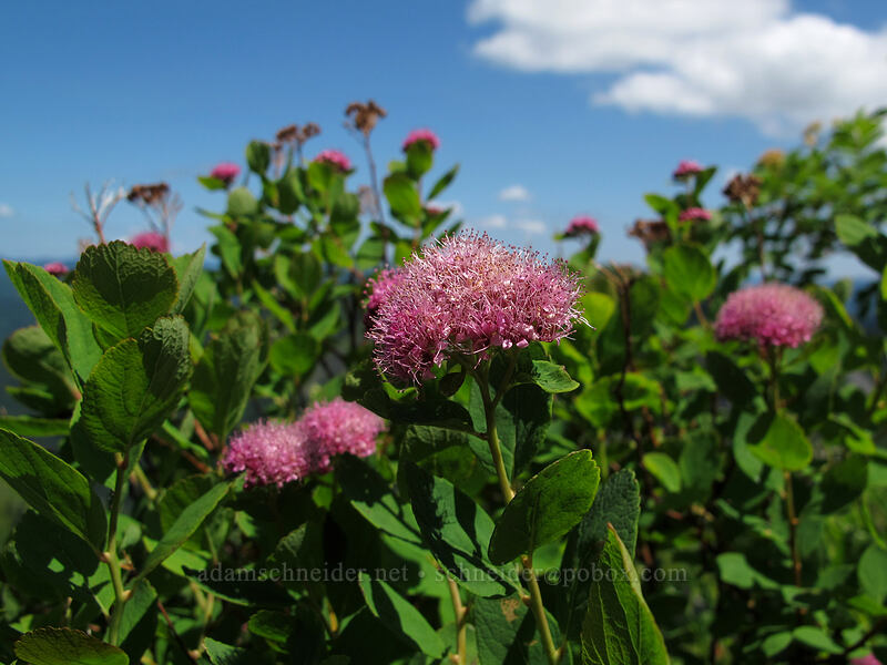 subalpine spirea (Spiraea splendens (Spiraea densiflora)) [Ed's Trail, Silver Star Mountain, Gifford Pinchot Nat'l Forest, Skamania County, Washington]