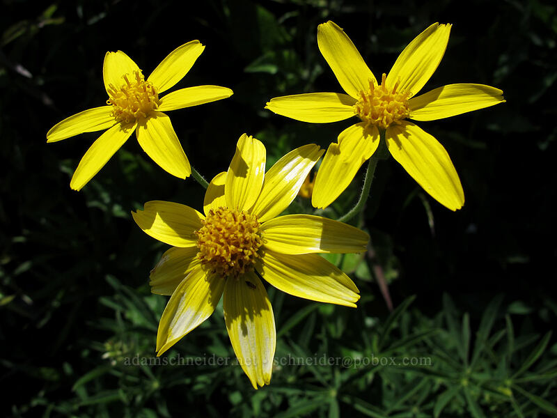 heart-leaf arnica (Arnica cordifolia) [Ed's Trail, Silver Star Mountain, Gifford Pinchot Nat'l Forest, Skamania County, Washington]