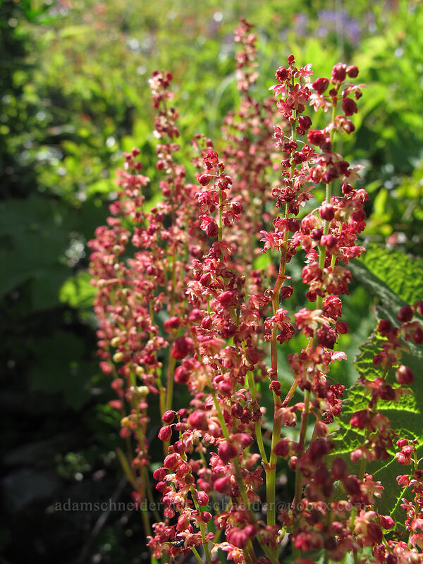 sheep sorrel (Rumex acetosella) [Ed's Trail, Silver Star Mountain, Gifford Pinchot Nat'l Forest, Skamania County, Washington]
