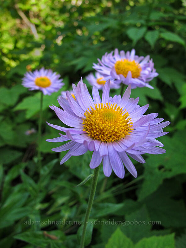 subalpine fleabane (Erigeron glacialis var. glacialis) [Ed's Trail, Silver Star Mountain, Gifford Pinchot Nat'l Forest, Skamania County, Washington]