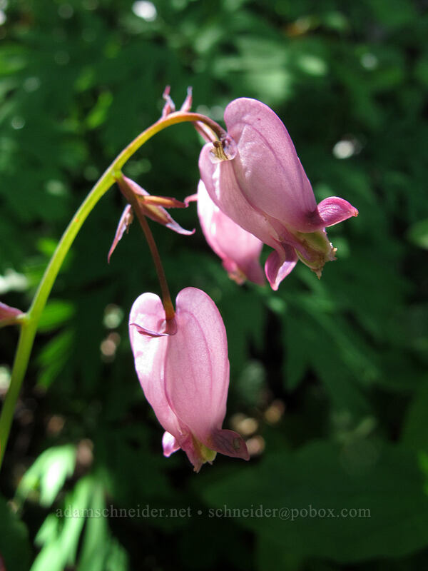 bleeding hearts (Dicentra formosa) [Ed's Trail, Silver Star Mountain, Gifford Pinchot Nat'l Forest, Skamania County, Washington]