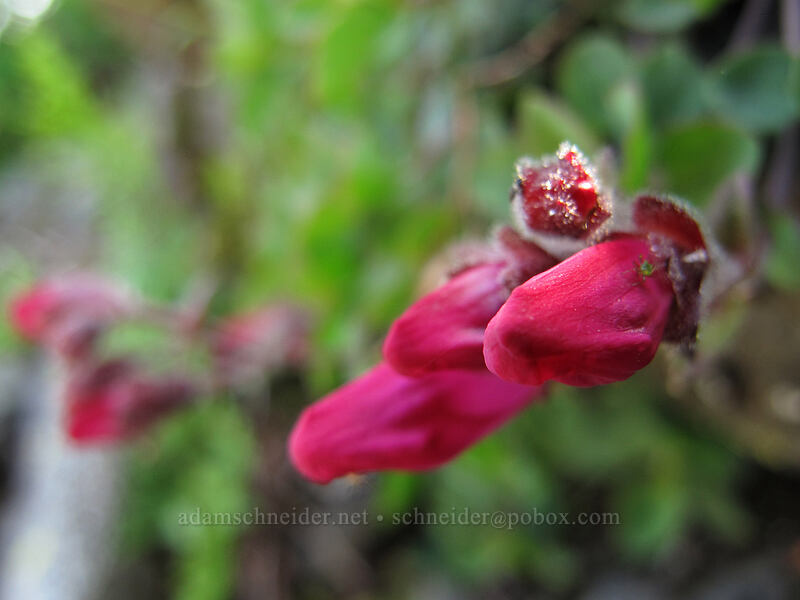 cliff penstemon, budding (Penstemon rupicola) [Ed's Trail, Silver Star Mountain, Gifford Pinchot Nat'l Forest, Skamania County, Washington]