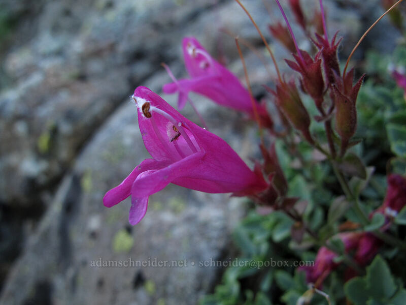 cliff penstemon (Penstemon rupicola) [Ed's Trail, Silver Star Mountain, Gifford Pinchot Nat'l Forest, Skamania County, Washington]