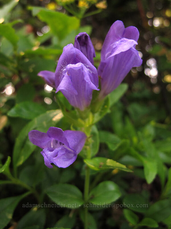 Cardwell's penstemon (Penstemon cardwellii) [Silver Star Mountain Trail, Gifford Pinchot Nat'l Forest, Skamania County, Washington]