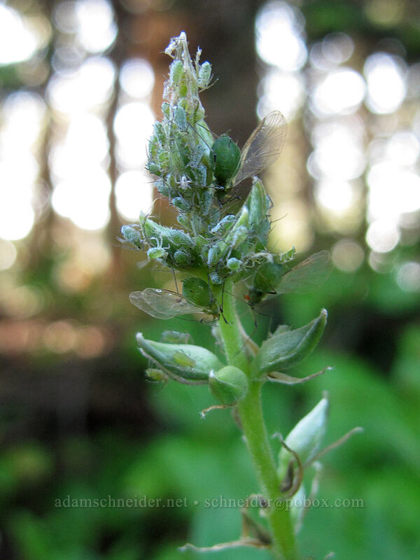 aphids on a lupine (Lupinus sp.) [Silver Star Mountain Trail, Gifford Pinchot Nat'l Forest, Skamania County, Washington]
