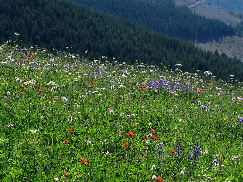 wildflowers [Silver Star Mountain Trail, Gifford Pinchot Nat'l Forest, Skamania County, Washington]