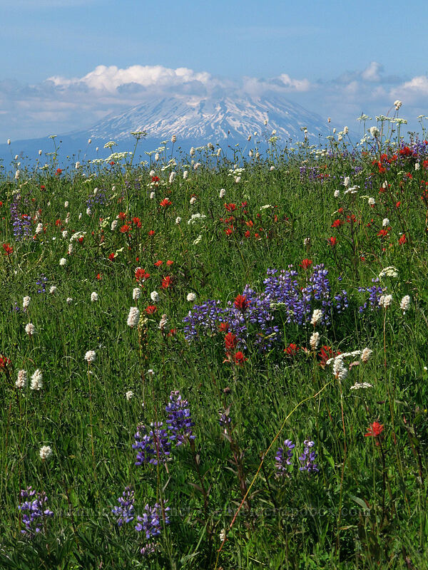Mt. St. Helens & wildflowers [Silver Star Mountain Trail, Gifford Pinchot Nat'l Forest, Skamania County, Washington]