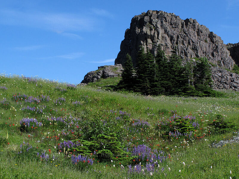 wildflowers [Silver Star Mountain Trail, Gifford Pinchot Nat'l Forest, Skamania County, Washington]