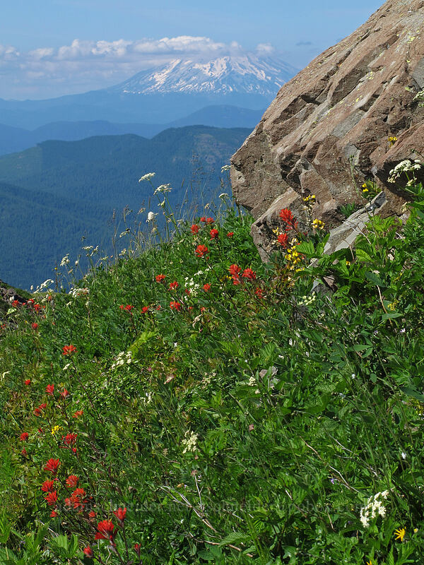 wildflowers [Silver Star Mountain Trail, Gifford Pinchot Nat'l Forest, Skamania County, Washington]