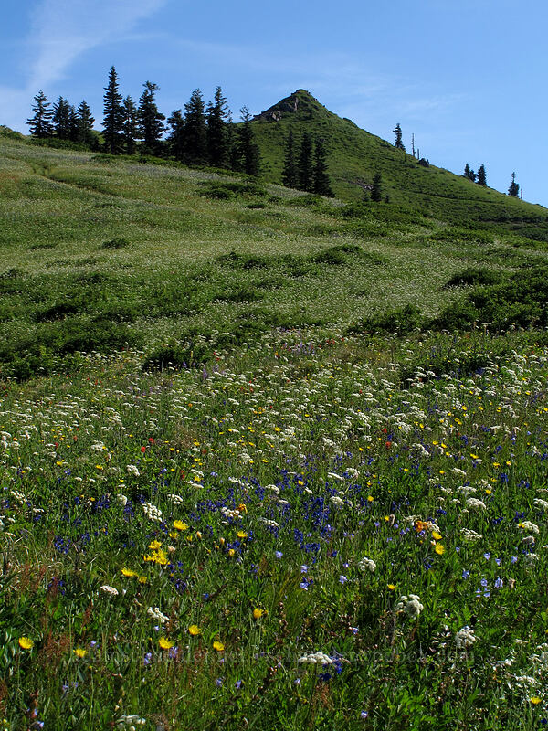 wildflowers [Silver Star Mountain Trail, Gifford Pinchot Nat'l Forest, Skamania County, Washington]