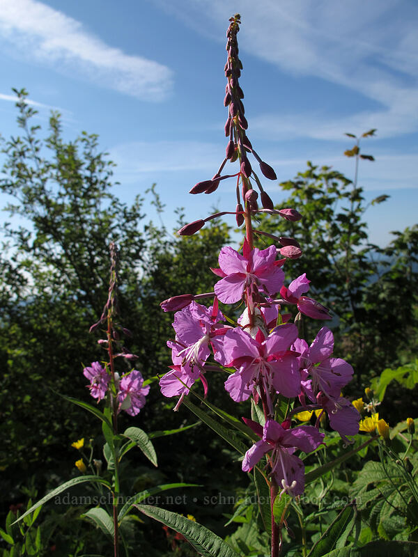 fireweed (Chamerion angustifolium (Chamaenerion angustifolium) (Epilobium angustifolium)) [Silver Star Mountain Trail, Gifford Pinchot Nat'l Forest, Skamania County, Washington]