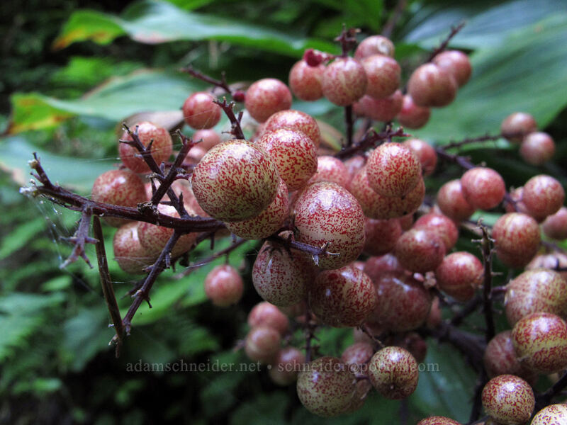 false solomon's seal berries (Maianthemum racemosum ssp. amplexicaule (Smilacina racemosa)) [Wahkeena Trail, Columbia River Gorge, Multnomah County, Oregon]