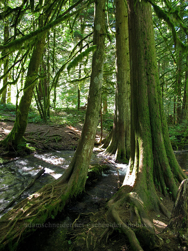 Wahkeena Spring [Wahkeena Trail, Columbia River Gorge, Multnomah County, Oregon]