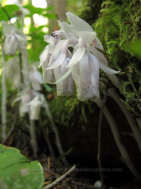 Indian pipe (Monotropa uniflora) [Wahkeena Trail, Columbia River Gorge, Multnomah County, Oregon]