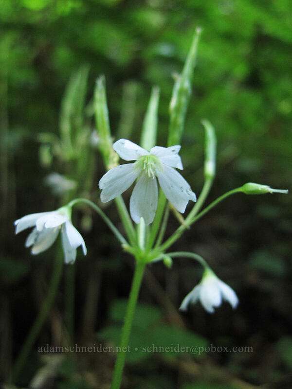 trillium-leaf sorrel (Oxalis trilliifolia) [Larch Mountain Trail, Columbia River Gorge, Multnomah County, Oregon]