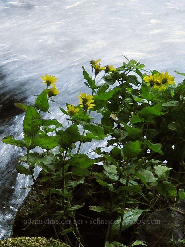 streambank arnica (Arnica lanceolata ssp. prima (Arnica amplexicaulis var. piperi)) [Multnomah Falls Overlook, Columbia River Gorge, Multnomah County, Oregon]