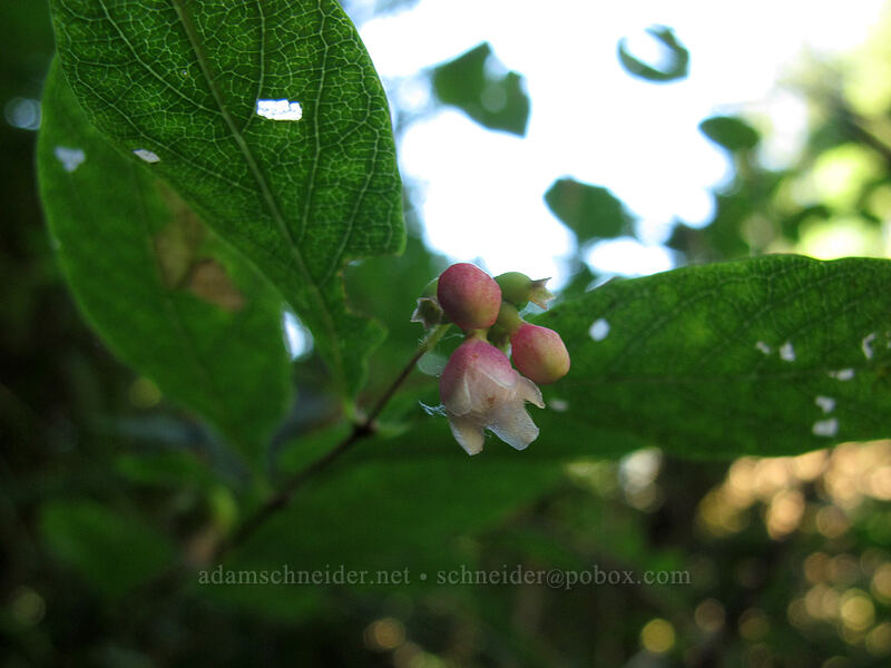snowberry flowers (Symphoricarpos albus) [Multnomah Falls, Columbia River Gorge, Multnomah County, Oregon]