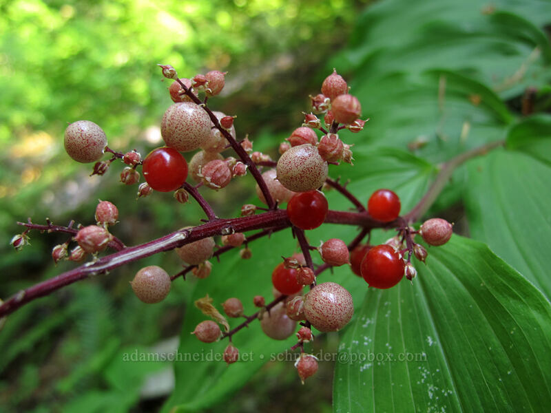 false solomon's seal berries (Maianthemum racemosum ssp. amplexicaule (Smilacina racemosa)) [Falls Creek, Gifford Pinchot Nat'l Forest, Skamania County, Washington]
