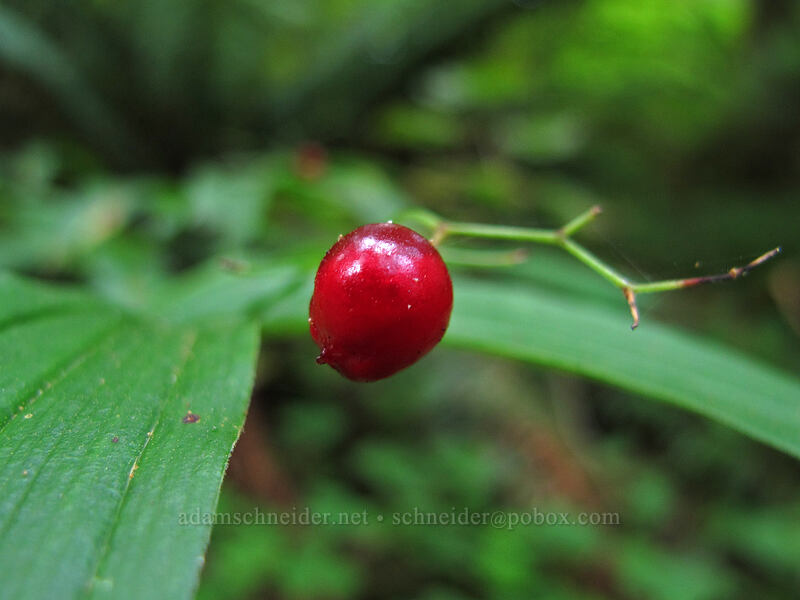 false Solomon's-seal berry (Maianthemum sp. (Smilacina sp.)) [Latourell Falls Trail, Multnomah County, Oregon]