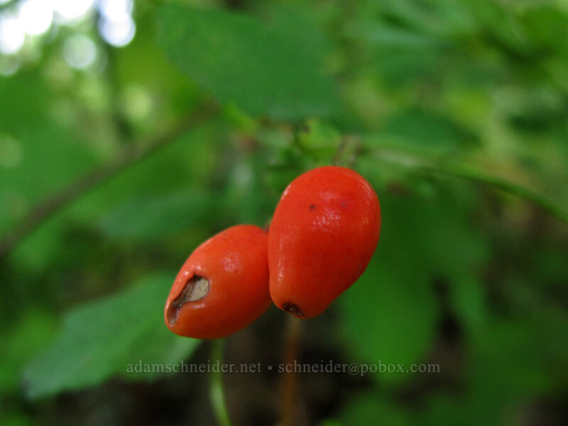 rose hips (Rosa gymnocarpa) [Latourell Falls Trail, Multnomah County, Oregon]
