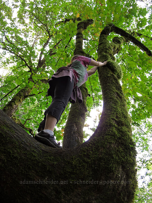 Kate in a big-leaf maple (Acer macrophyllum) [Latourell Falls Trail, Multnomah County, Oregon]