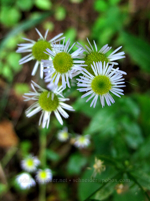 asters [Latourell Falls Trail, Multnomah County, Oregon]