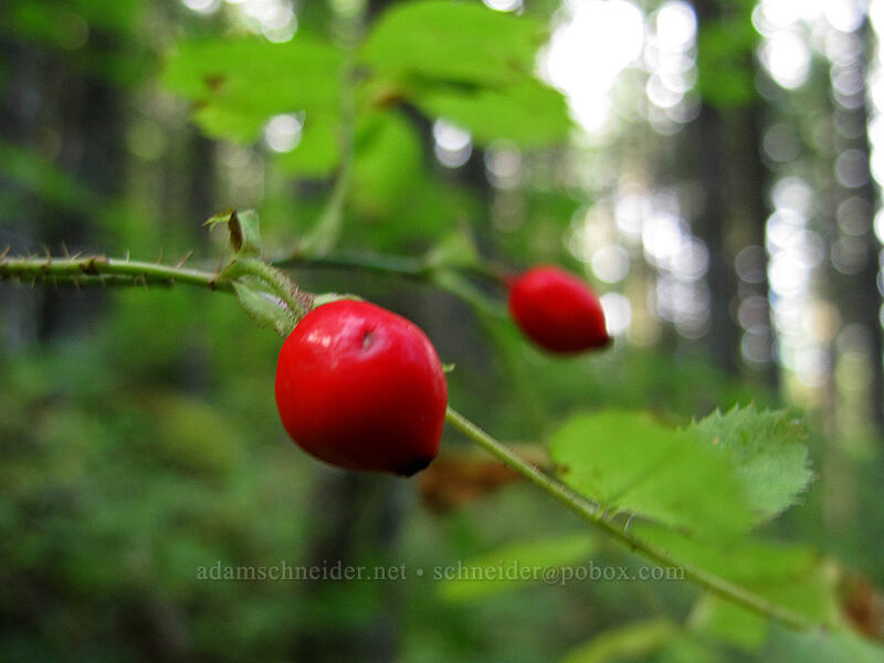 bald-hip rose hips (Rosa gymnocarpa) [Mt. Defiance Trail, Columbia River Gorge, Hood River County, Oregon]