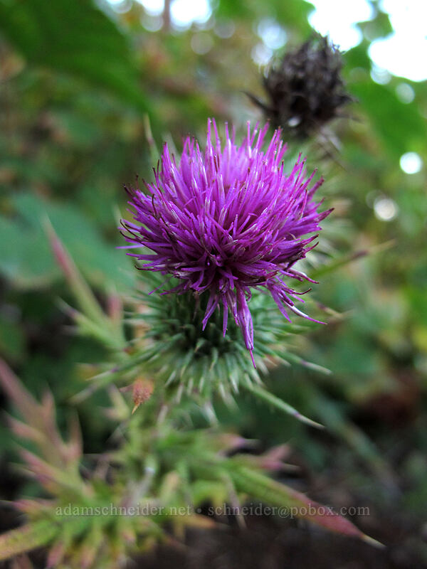 thistle (Cirsium sp.) [Starvation Ridge Trail, Columbia River Gorge, Hood River County, Oregon]