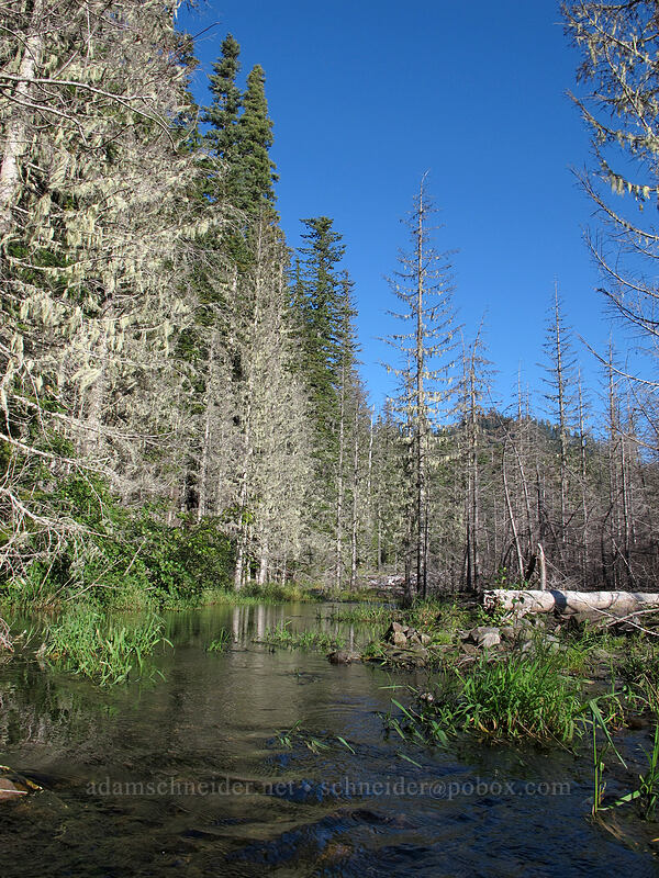 Coldspring Creek [Toutle Trail, Mt. St. Helens National Volcanic Monument, Cowlitz County, Washington]