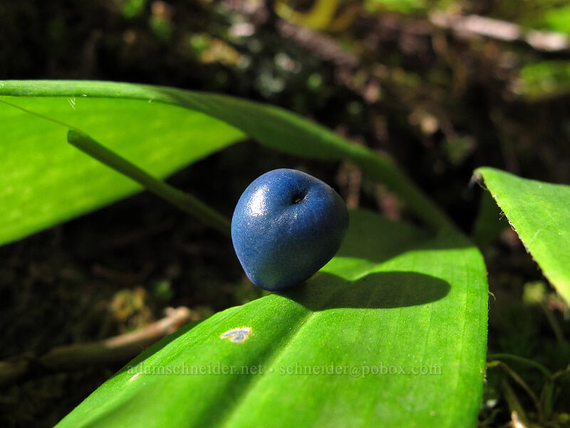 bead lily berry (Clintonia uniflora) [Toutle Trail, Mt. St. Helens National Volcanic Monument, Cowlitz County, Washington]