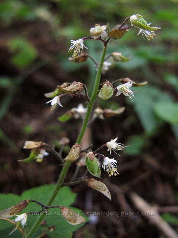 foamflower (Tiarella trifoliata) [Toutle Trail, Mt. St. Helens National Volcanic Monument, Cowlitz County, Washington]
