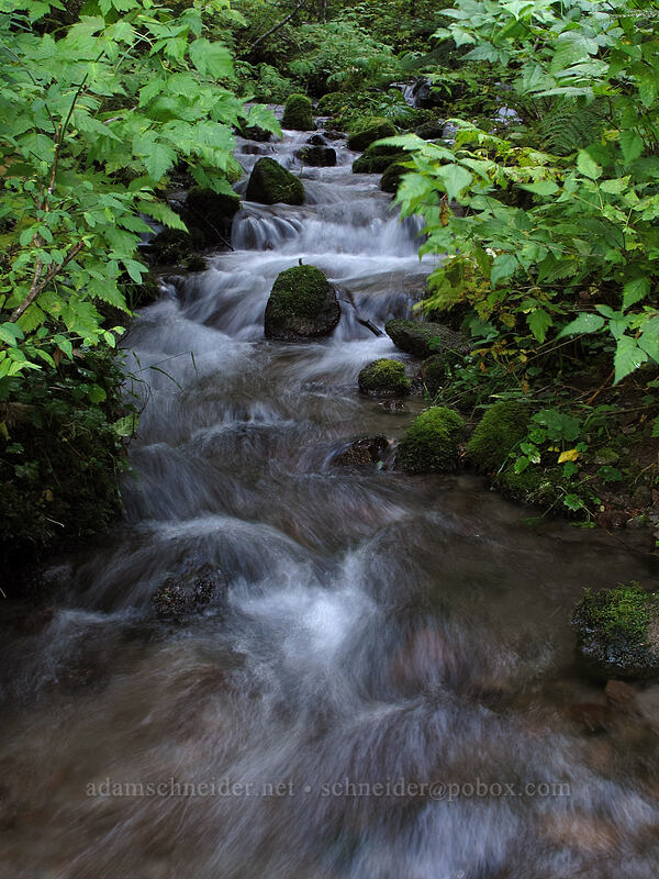 stream in the forest [Toutle Trail, Mt. St. Helens National Volcanic Monument, Cowlitz County, Washington]