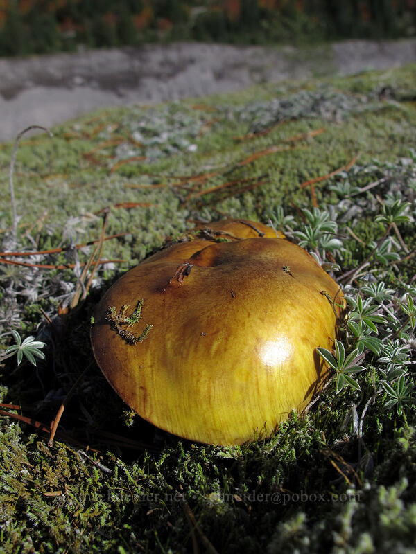 mushroom in moss & dwarf lupines [Loowit Trail, Mt. St. Helens National Volcanic Monument, Cowlitz County, Washington]