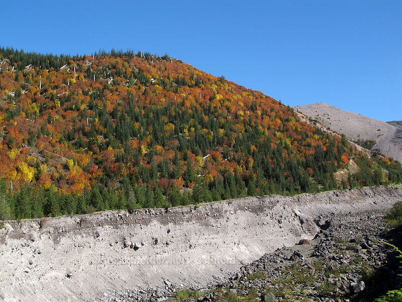 fall colors [Loowit Trail, Mt. St. Helens National Volcanic Monument, Cowlitz County, Washington]