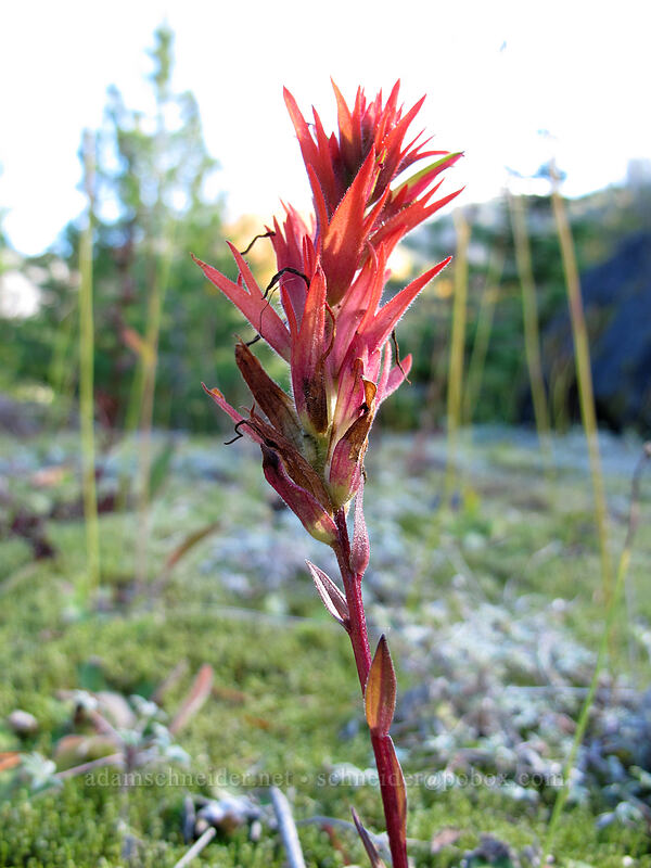 paintbrush (Castilleja miniata) [Loowit Trail, Mt. St. Helens National Volcanic Monument, Cowlitz County, Washington]
