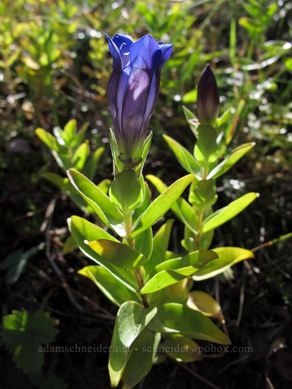 explorer's gentian (Gentiana calycosa) [Loowit Trail, Mt. St. Helens National Volcanic Monument, Skamania County, Washington]