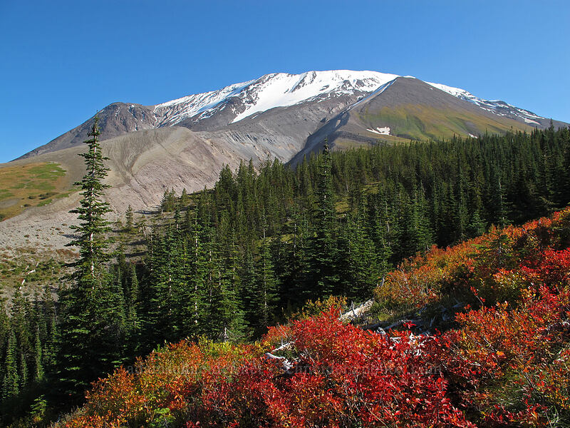 Mount St. Helens & fall colors [Loowit Trail, Mt. St. Helens National Volcanic Monument, Skamania County, Washington]