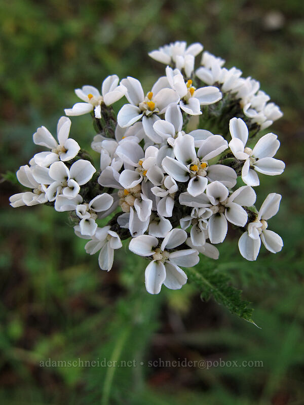 yarrow (Achillea millefolium) [Loowit Trail, Mt. St. Helens National Volcanic Monument, Skamania County, Washington]