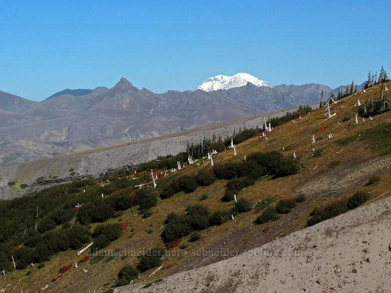Coldwater Peak & Mount Rainier [Loowit Trail, Mt. St. Helens National Volcanic Monument, Skamania County, Washington]