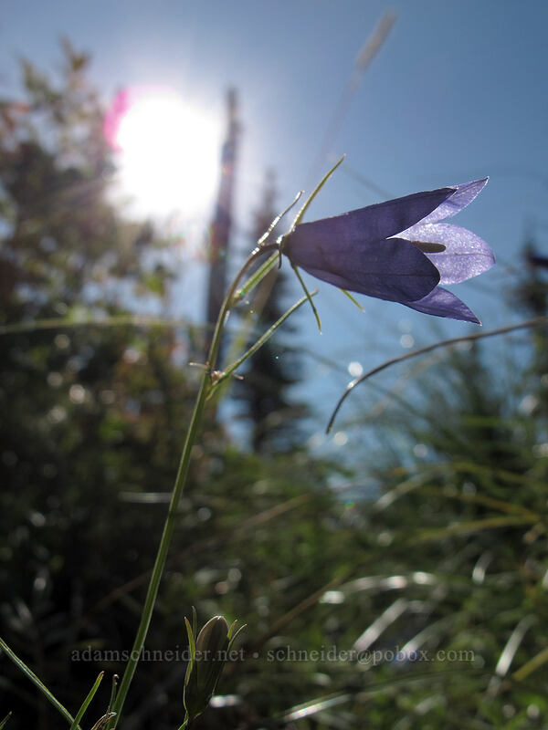 harebells (Campanula petiolata (Campanula rotundifolia)) [Loowit Trail, Mt. St. Helens National Volcanic Monument, Skamania County, Washington]